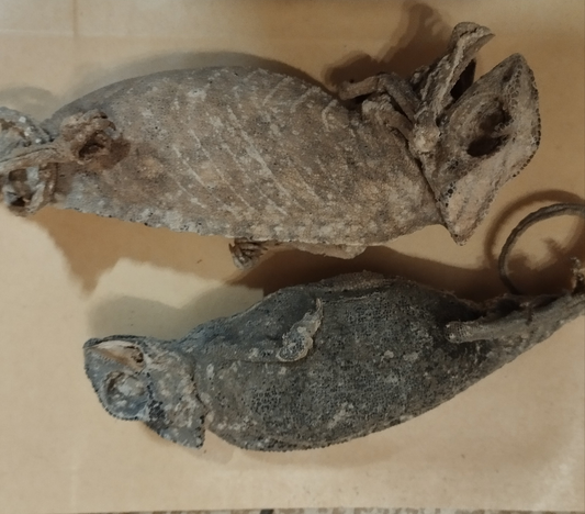 Caméléon 🦎 fourré